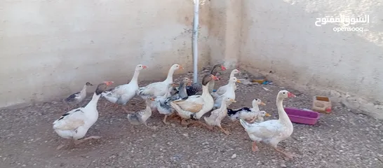  9 وز وبط للبيع او للبدل على صخله أو عبور مع دفع الفرق