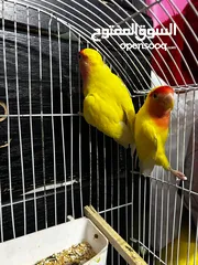  2 جوز روز لاتينو عين حمرة قابل للبدل تحتهم اربع بيضات مع قفص جديد وكوخ كبير جديد موجودات بالهاشمية