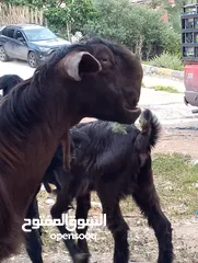 2 ماعز شامي للبيع ثلاث عنزات وتيس كولهن ريشة الحبه ماشاءالله تبارك الرحمن وصخلتين وجداي اثنين