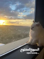  7 ثلاث قطط شيرازي للبيع  مفرد او الجميع