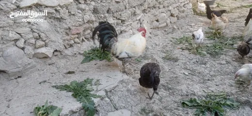  2 دجاج بلدي للبيع