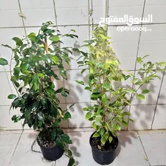 24 indoor airpurify plants