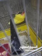 2 فحل روز ابو فراخ 15 دينار
