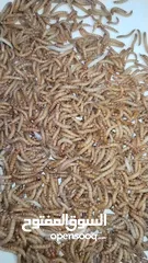  30 يرقات دود القبابي حي ميلوورم mealworm غذاء ممتاز بروتين حيواني لا يسبب التشحيم للطيور والاسمام