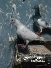  6 كوم حمام مشكل كامل لعدم التفرغ للبيع