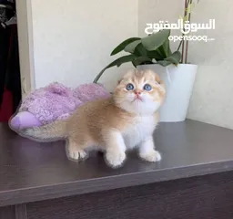  1 للبيع سكوتش فولد وستريت قولد شورت هير