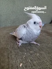  8 كوكتيل لون نادر