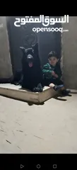  9 ذكر جيرمن رويال بلاك شولاين