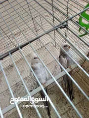  7 طيور كوكتيل لاتينو وازبيل تحتهم فراخ وجوز كوكتيل حبشي جاهزات عمرهم سنه ونصف بدون قفص