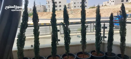  1 شجر سرو ايطالي للبيع عدد 12   الحجم من 1.20سم ولغاية 1.60