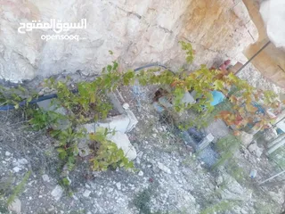  1 قطعة ارض للبيع 5,300  فيها 80 زيتون وفيها 80شجر مشكل مثل لوز كرز خوخو وفيها 30 دوالي العمر 3سنين