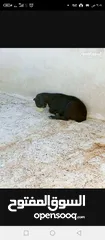  3 سخلتين شاميات