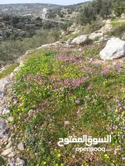  6 القبة الذهبية ارضي بلعا دير الغصون قرب بجورا