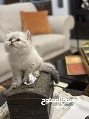  3 متوفر قطط هاملايا عمر شهرين للبيع