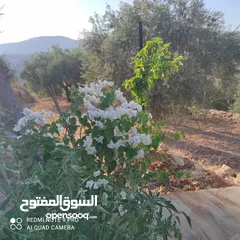  5 ارض طابو منطقة أ