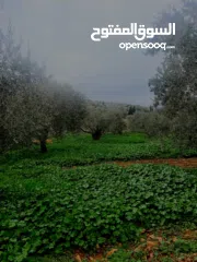  13 منزل على قطعة أرض 2 دونوم ، لمعرفة السعر الرجاء التواصل على الرقم في الوصف