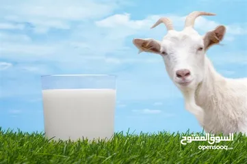  7 حليب طازج يوميا من مزارعنا طبيعي 100٪ وجرب وشوف