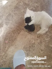  2 6 قطط  مجانيه بدون بيع وبدون تبني عمرهن شهرين لعوبات ومسليات للاطفال.
