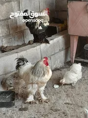  2 متاح 2ديوك و2جاج براهيمي جامبو نخب اول البزره الاصليه بياضات