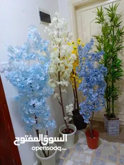  13 أشجار لوزيات أغصان طبيعي