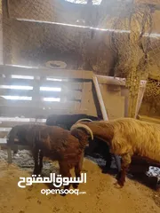  2 عنز ماشاء الله تبارك الرحمن مع سخلات عدد2