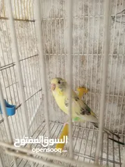  2 جوز طيور حب للبيع