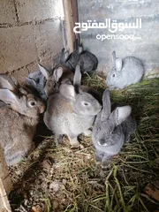  8 7 حبات ارانب للبيع
