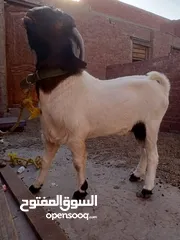  9 جدى طلوقة بور مواصفات جيدة عمر سنتين ونص