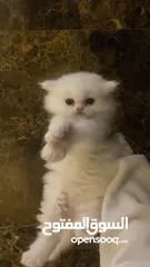  1 Mix Shirazi kitten