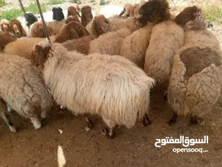  2 اضاحي صحراوي عقيقه ومناسبات ونذر اوزان من 19 25 لحم صافي خدمة ذبح وتقطيع والسعر فقط 100 ل125 فقط