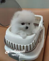  3 جراء بوميرانيان للتبني