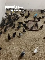  1 صوص عمر شهر ونص