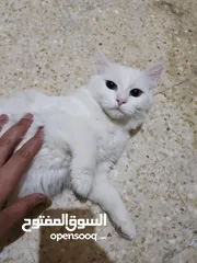  3 قطط. للتبني