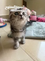  1 قط ذكر سكوتش