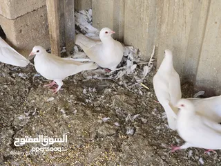  2 حمام فرنسي سوبر جامبو
