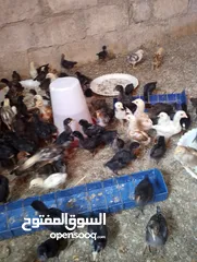  2 صوص بلدي  بناديق بكستاني  صحه ونضافه
