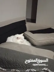  5 White Persian cat