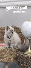  3 Himalayan Kitten For Adoption