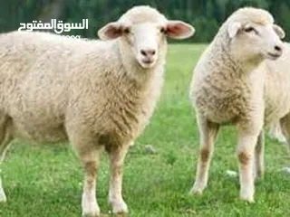  5 لحام جزار اضاحي متنقل ... ذبح ... سلخ ... تقطيع
