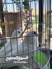  2 جوز حمام مكاوي ابيض عراقي نظيف
