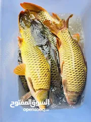  20 اعلاف أسماك ALFA-MIX FISH FEED