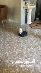  2 قط ذكر للبيع في سعر 250