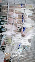  9 طيور حب انتاج محمية منزل بصحة ممتازه