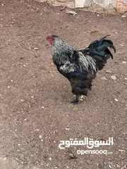  5 دجاج وديك براهمي للبيع