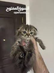  2 Female Scottish Fold