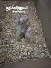  1 افراح كوكتيل زق يدوي
