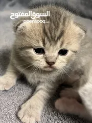  1 Kittens (Adorable)
