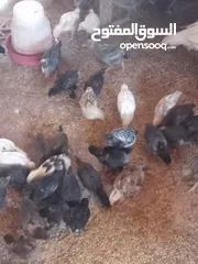  1 صيصان جاج بلدي للبيع