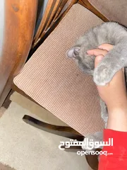  12 قطه سكوتش فولد مكس برتش للبيع.                                                                   ًً