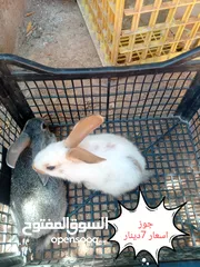  2 ارانب هجين